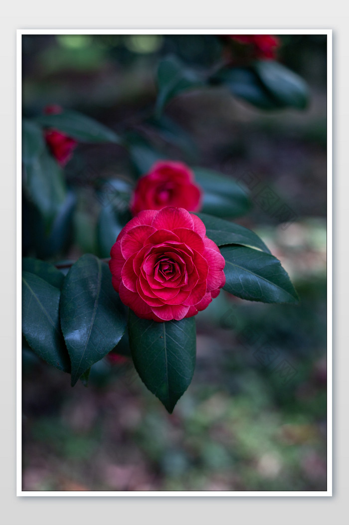 红色山茶花花朵摄影图片