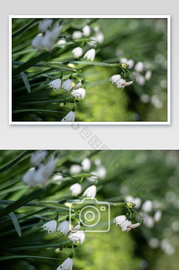 白色夏雪片莲花卉摄影图片