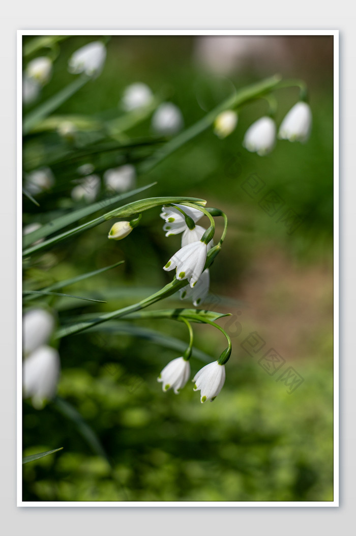白色夏雪片莲花卉摄影图