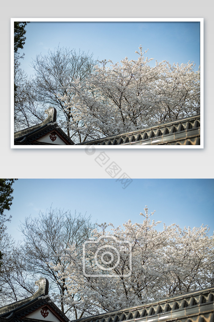 白色樱花花卉摄影图片