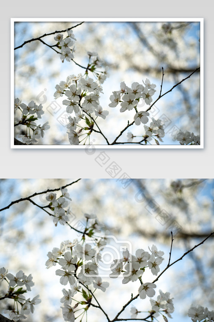白色樱花花卉摄影图