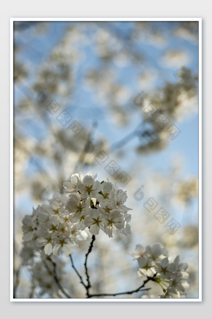 白色樱花花朵摄影图