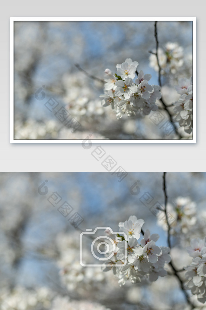 武大樱花花卉摄影图