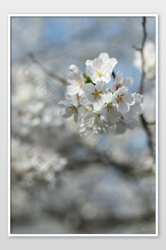 武大樱花花卉摄影图片