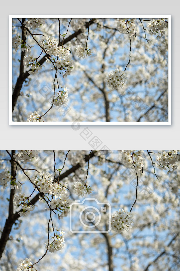 武大白色樱花花卉摄影图片