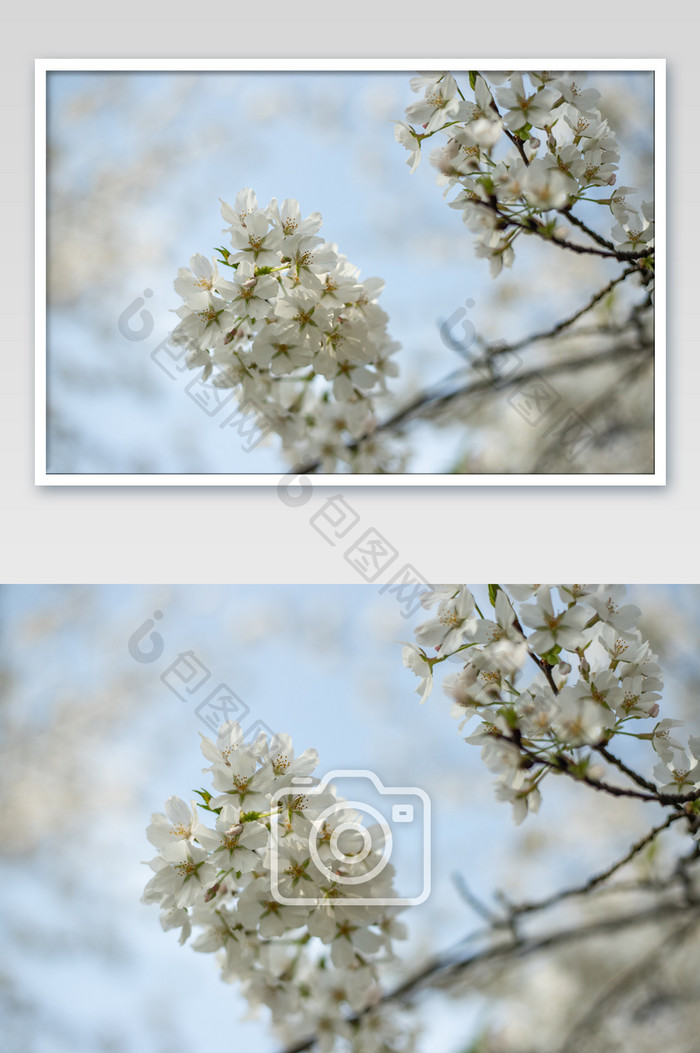 武大白色樱花花朵摄影图片