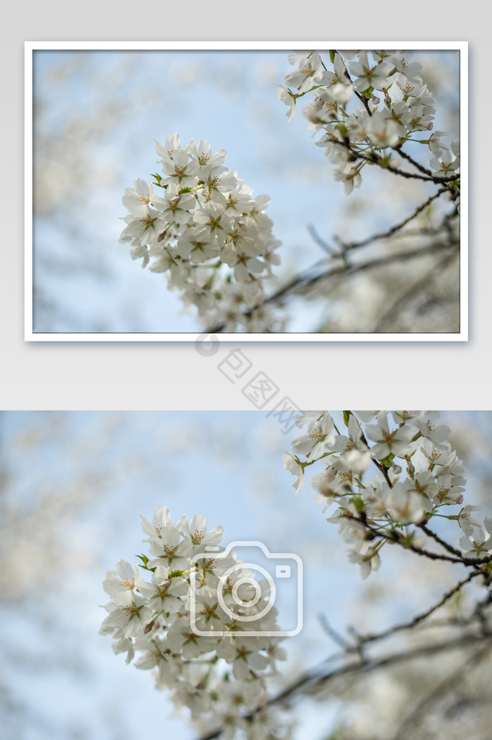 武大白色樱花花朵摄影图片
