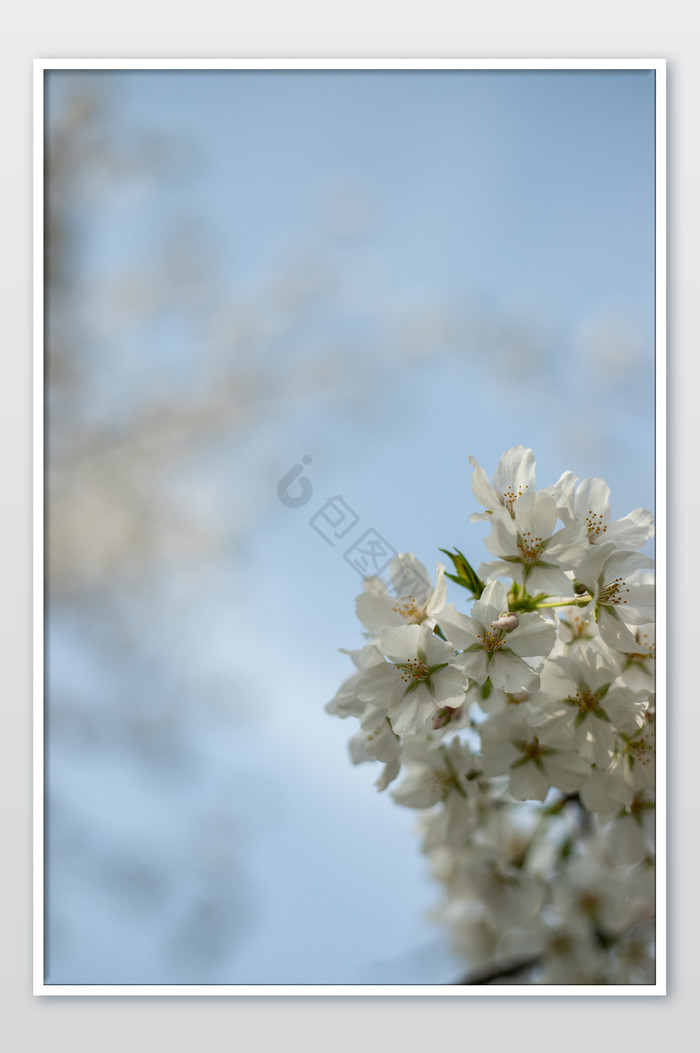 武大樱花花朵摄影图图片