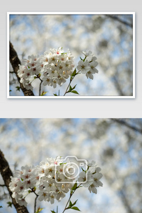 武汉白色樱花花朵摄影图