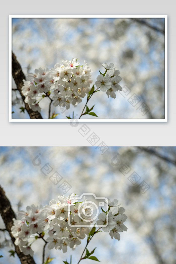 武汉白色樱花花朵摄影图