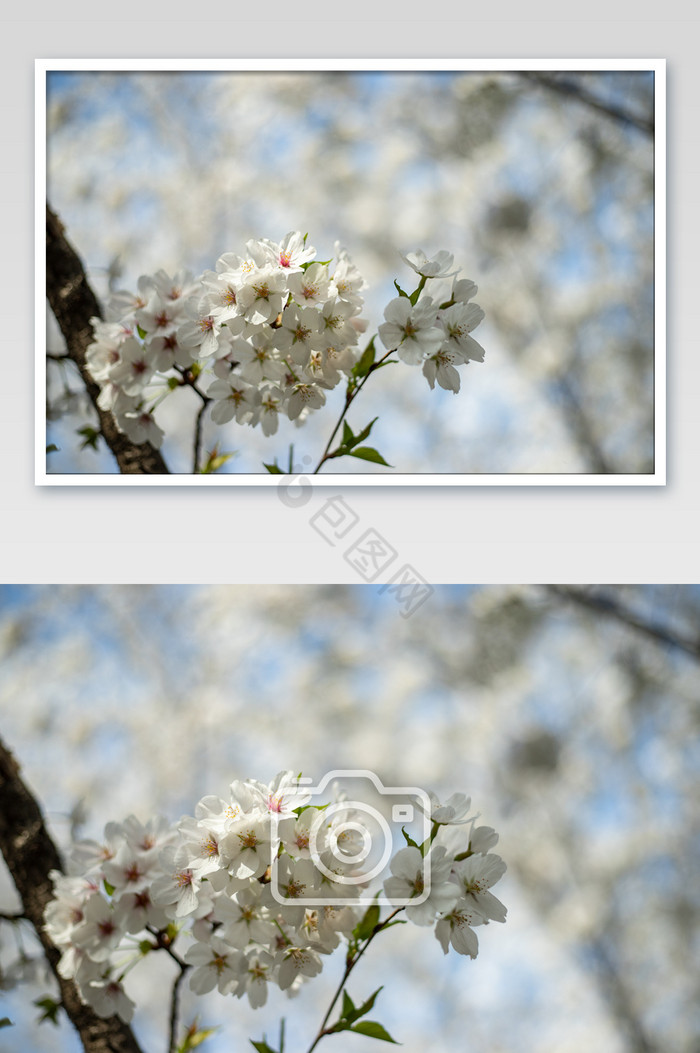 武汉白色樱花花朵摄影图图片