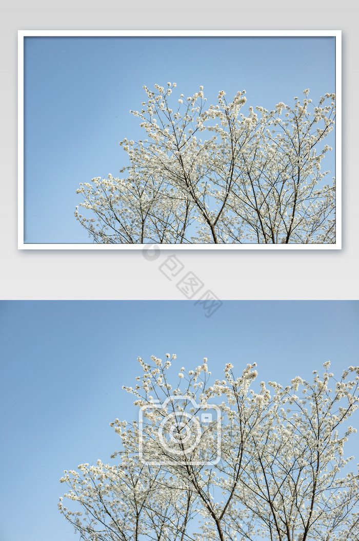 樱花树花卉摄影图片