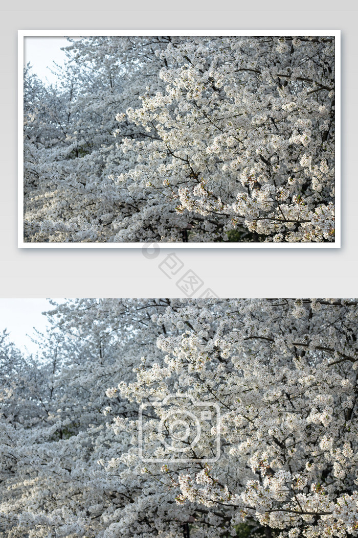 大片樱花树摄影图片