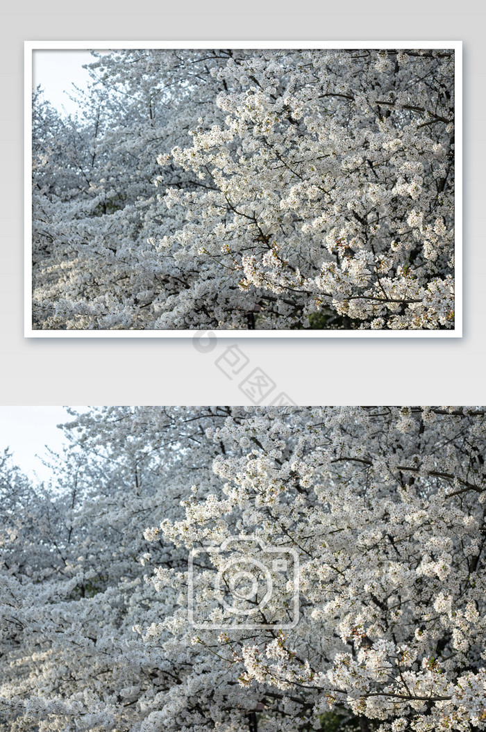 大片樱花树摄影图片