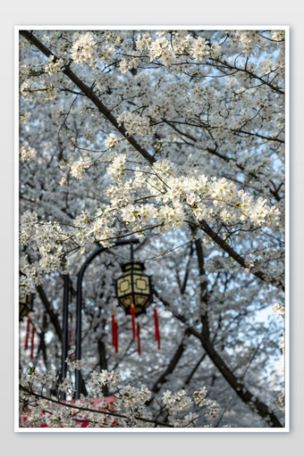 武汉大学樱花摄影图图片