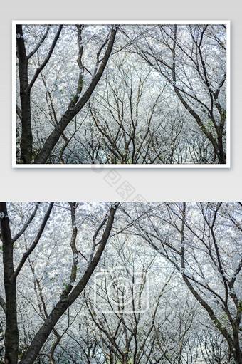 樱花树林摄影图片