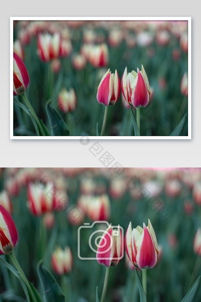 红白郁金香花苞摄影图片