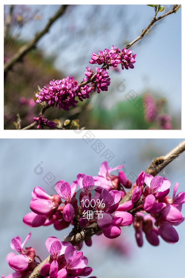 粉色紫荆花花卉摄影图片