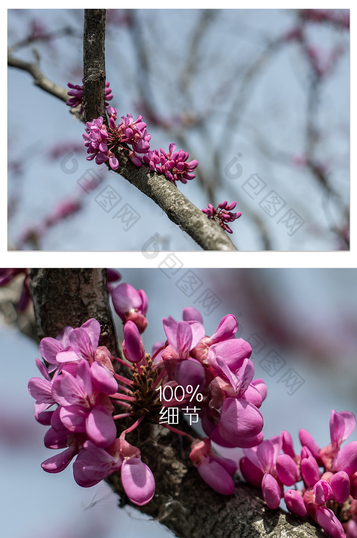 粉色紫荆花摄影图片