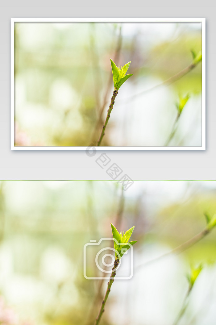 唯美春天绿色植物摄影图图片