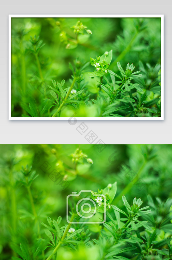唯美春天春意绿色植物摄影图