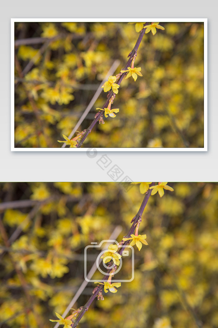 春意黄色迎春花摄影图图片