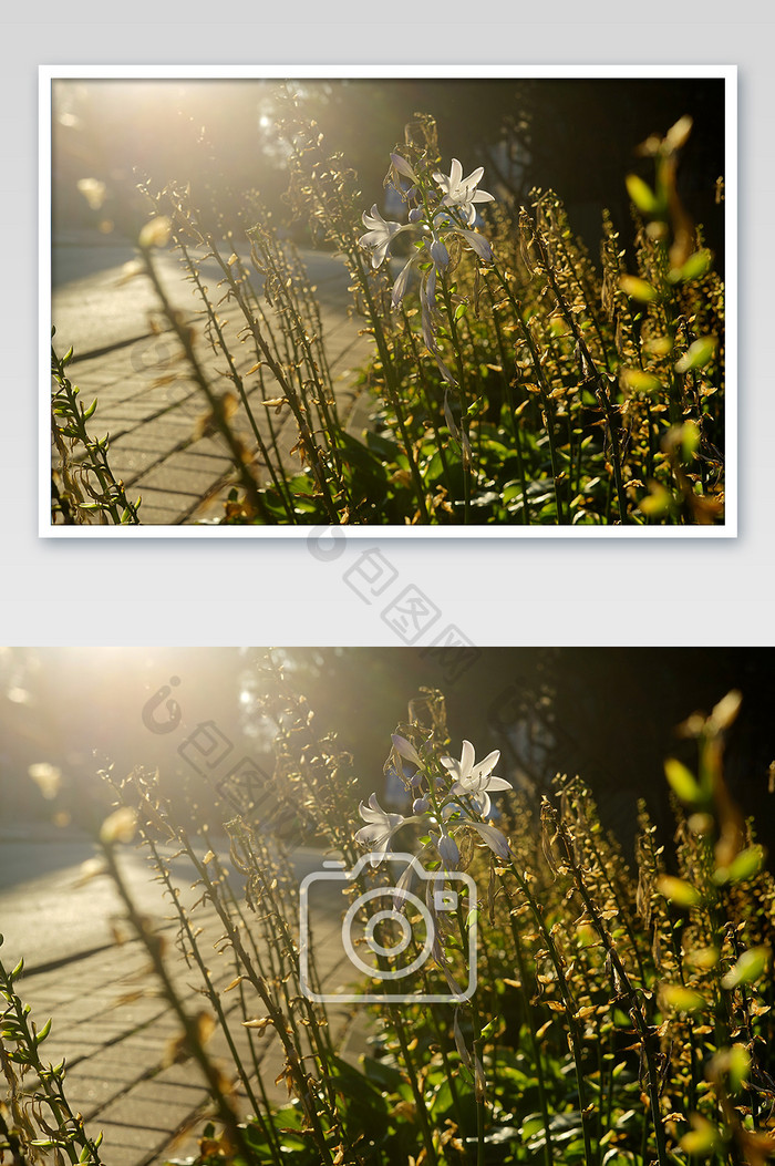 金色夕阳花朵植物摄影图片