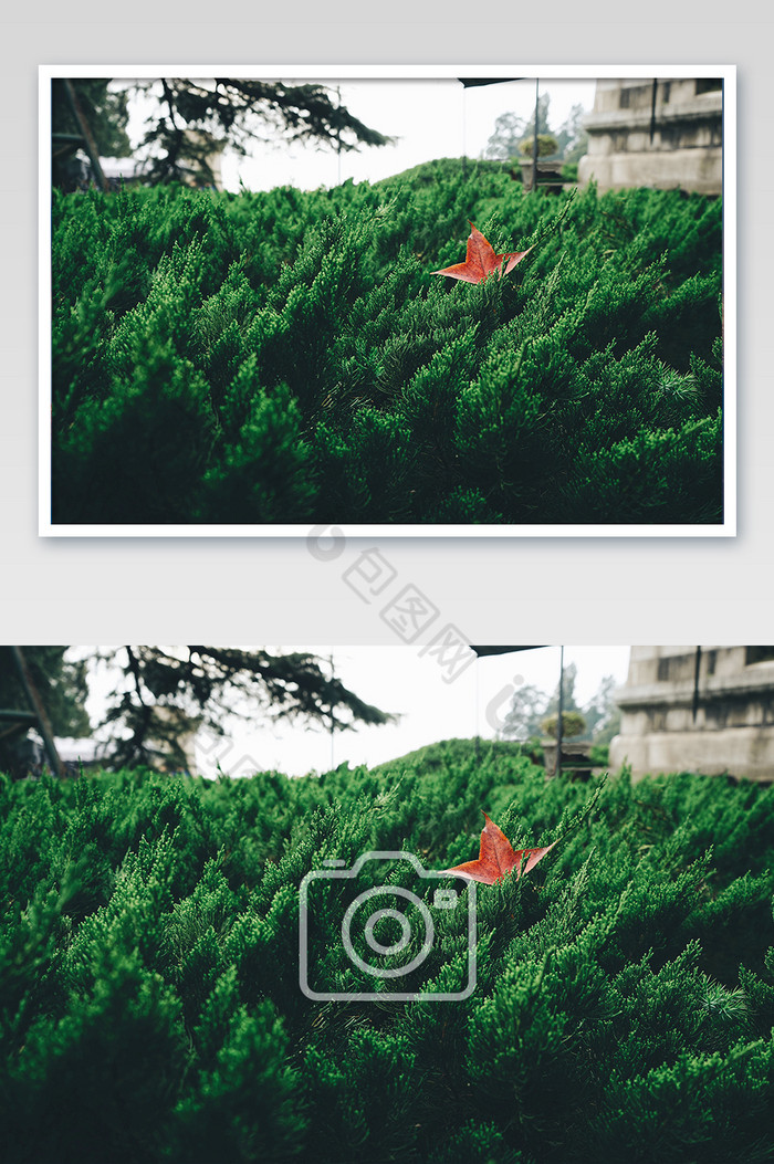 绿色植物摄影图片图片