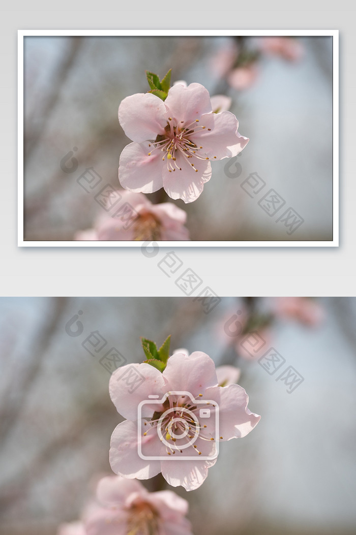 春天桃花特写图片