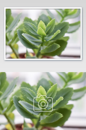 多肉植物轮叶八宝片