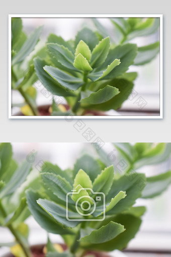 多肉植物轮叶八宝片