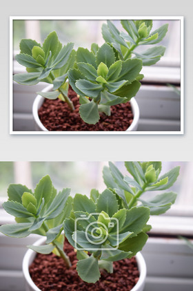 多肉植物轮叶八宝