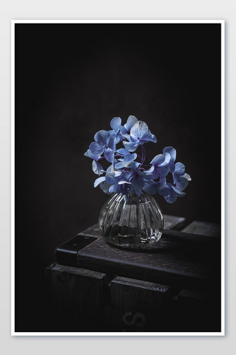 暗调气质蓝色绣球花花瓶摄影图片