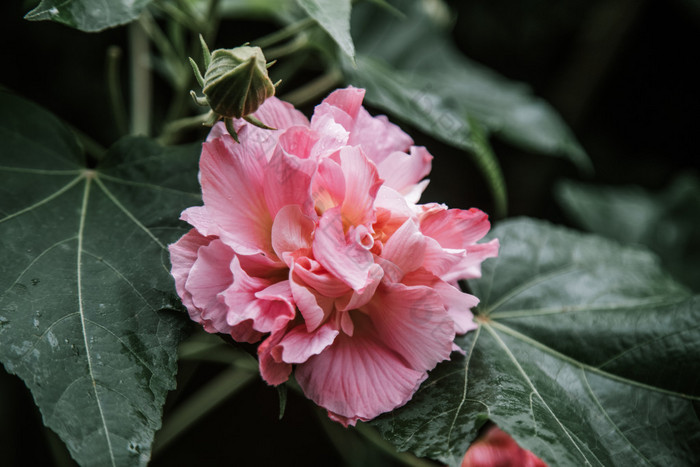 盛开的木芙蓉花朵