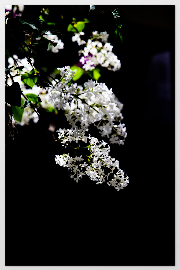 白色迷人的丁香花摄影图片