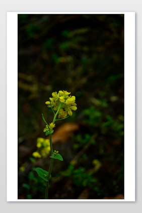 清明单株油菜花开花图