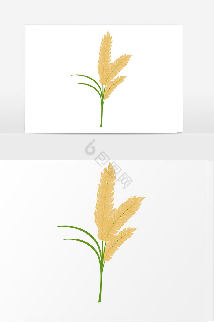 稻子麦子图片
