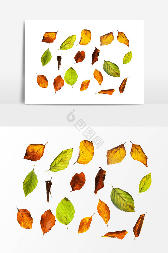 树叶叶片图片