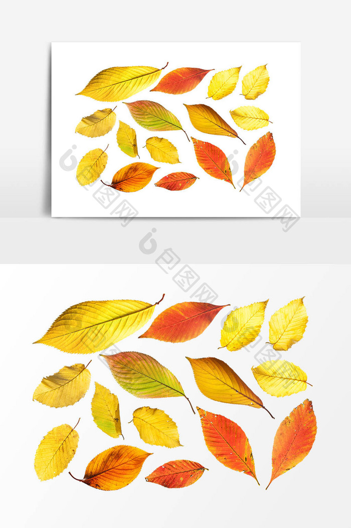 秋季树叶叶片设计素材