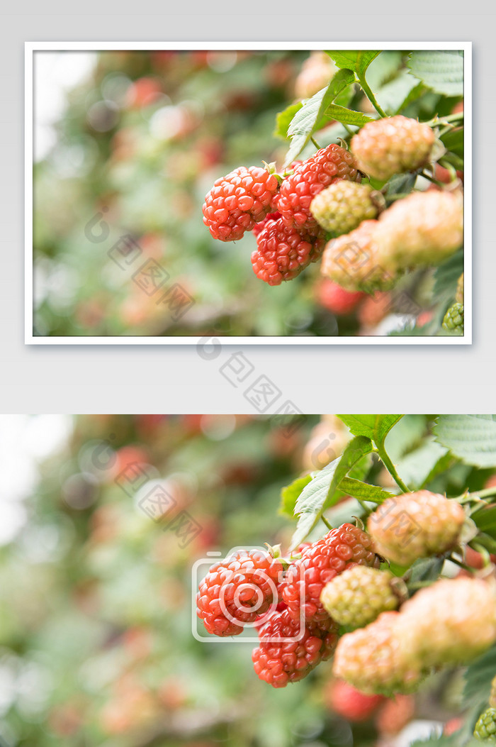 钩子植物果子果实图片