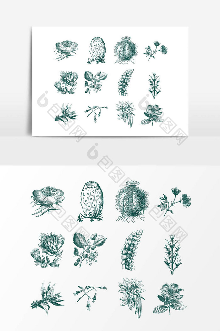 手绘素描植物花朵设计素材