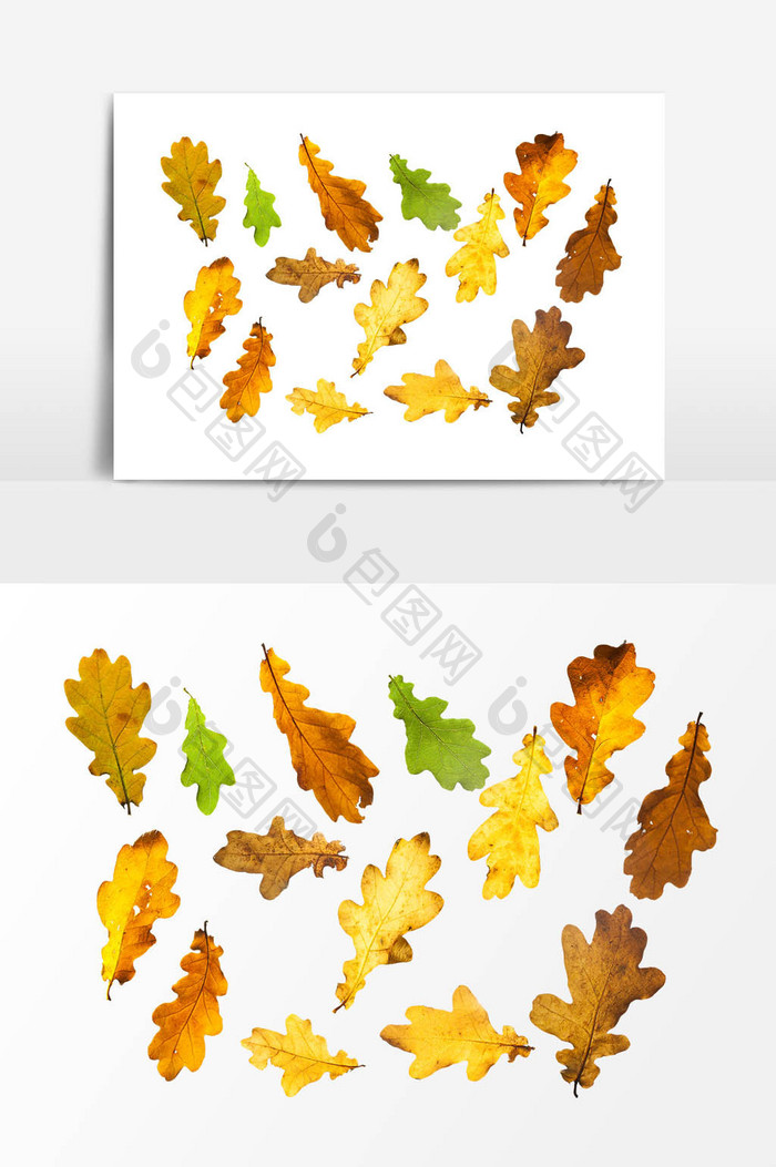 秋季卡通树叶设计元素