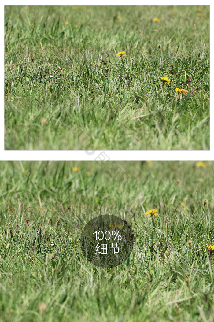 绿色草地特写植物风景摄影图片图片