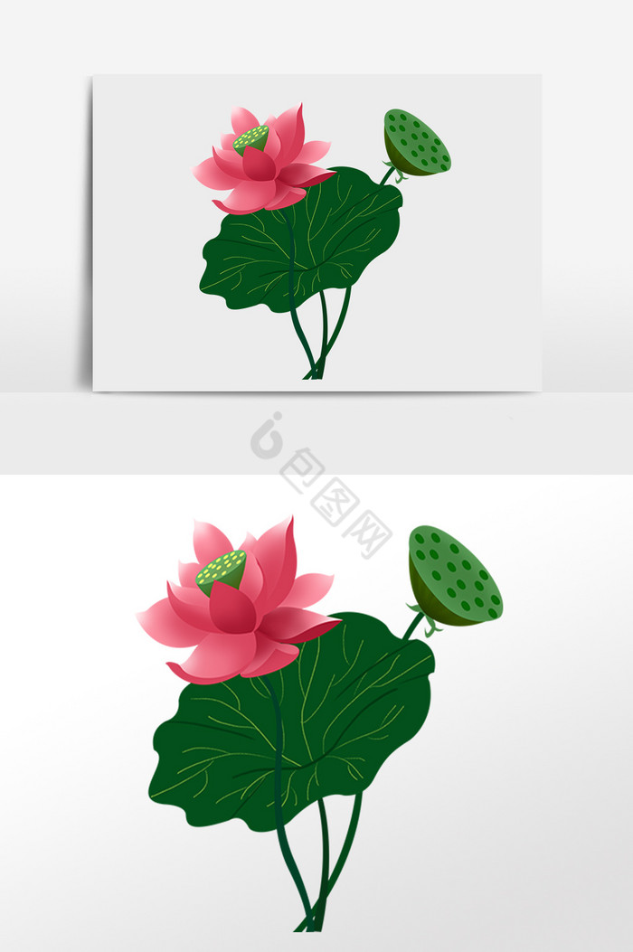 荷花莲子植物插画图片