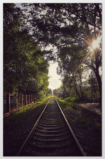 树林中的铁轨摄影图片