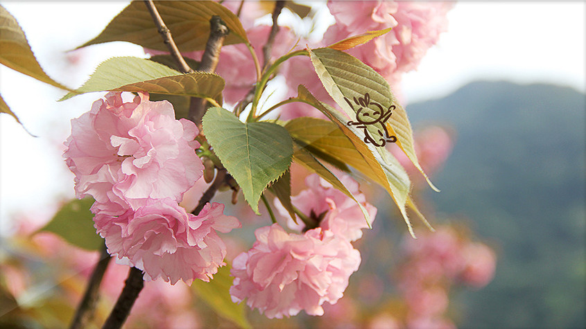 春天清新粉色花朵创意摄影插画gif图片