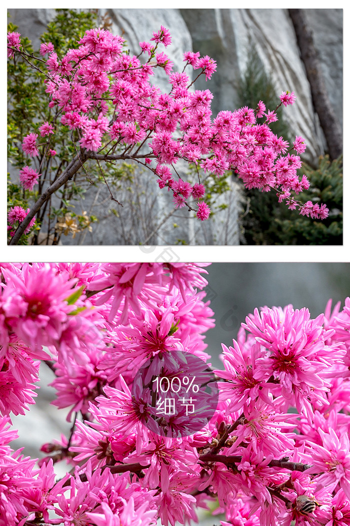 紫色鲜艳的紫荆树摄影图片