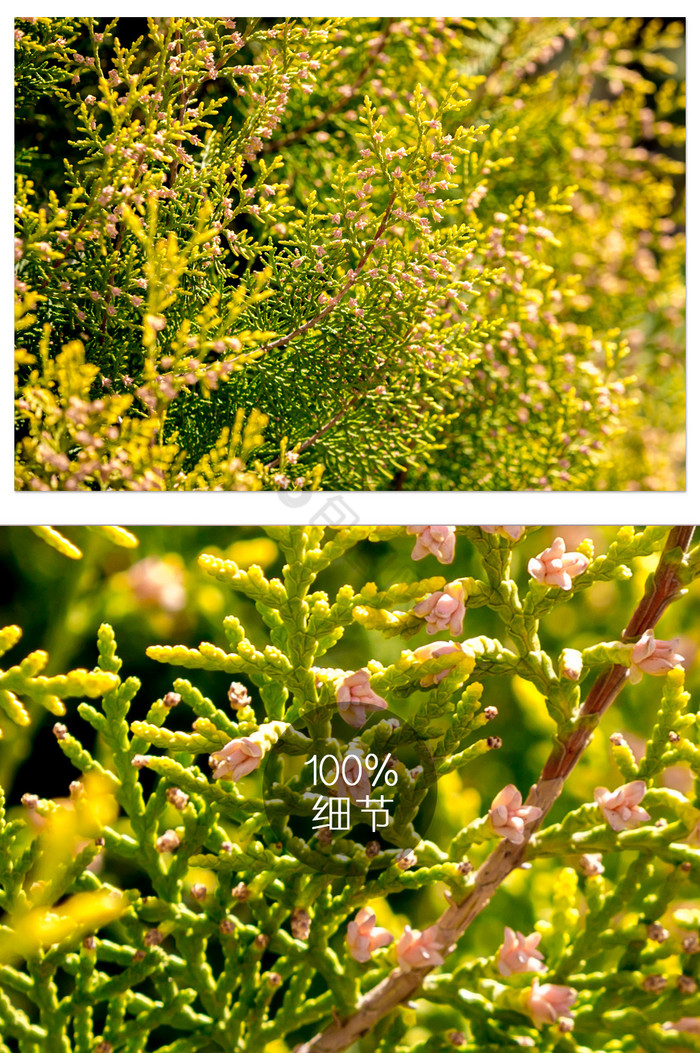 柏树图片-柏树素材免费下载-包图网
