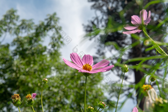 夏花秋英