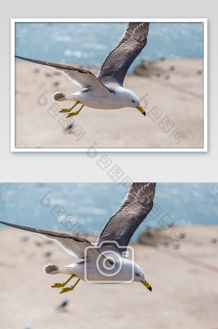 大连星海广场海鸥摄影图片